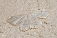 Idaea subsericeata