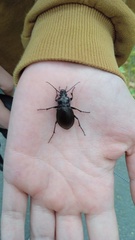 Carabus nemoralis