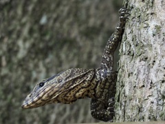 Varanus nebulosus