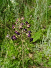 Verbascum phoeniceum
