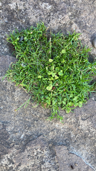 Sagina procumbens
