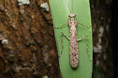 Gimantis authaemon
