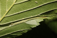 Phyllonorycter tristrigella