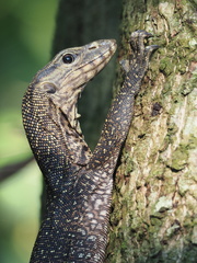 Varanus nebulosus
