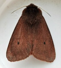 Phragmatobia fuliginosa