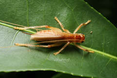 Gryllacrididae
