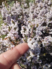 Erica quadrangularis