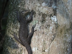 Varanus nebulosus