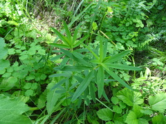 Trifolium lupinaster