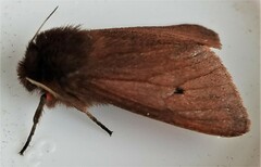 Phragmatobia fuliginosa