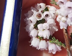 Erica quadrangularis