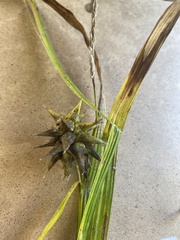Carex grayi