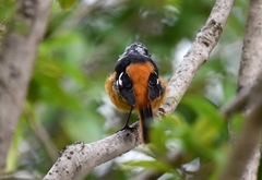 Phoenicurus auroreus