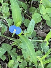 Commelina erecta