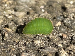 Atlides halesus