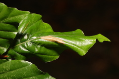 Phyllonorycter maestingella