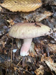 Russula mariae