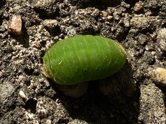 Atlides halesus