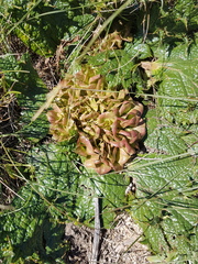 Arctopus monacanthus