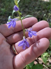 Lobelia puberula