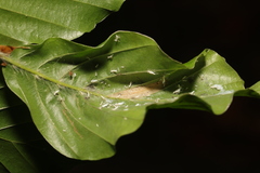 Phyllonorycter maestingella