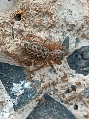 Salticinae