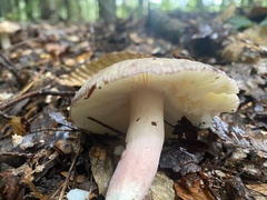 Russula mariae