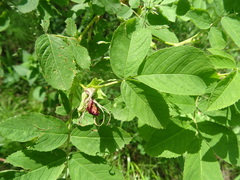 Rosa glabrifolia