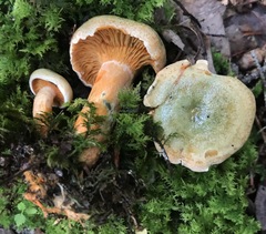 Lactarius deliciosus