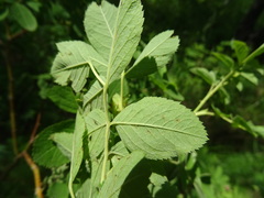 Rosa glabrifolia