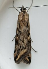 Loxostege cereralis