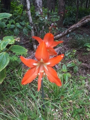 Hippeastrum