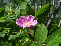 Rosa glabrifolia