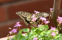 Papilio xuthus
