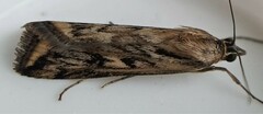 Loxostege cereralis