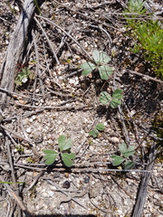 Pelargonium ternifolium