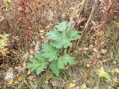 Heracleum dissectum