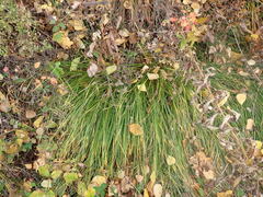 Carex pediformis macroura