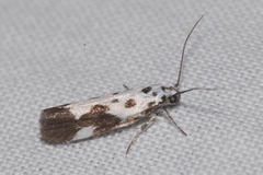 Ethmia quadrillella