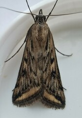Loxostege cereralis