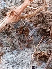 Agelena labyrinthica