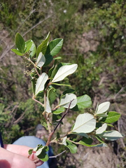 Searsia tomentosa