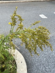Solidago canadensis