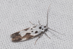 Ethmia quadrillella