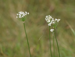 Allium ramosum