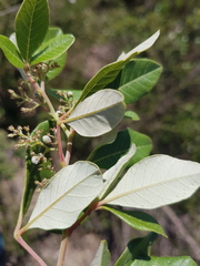 Searsia tomentosa