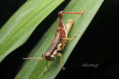 Pseudoxya diminuta
