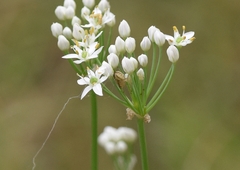 Neoscona pseudonautica