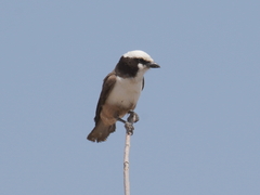 Eurocephalus anguitimens