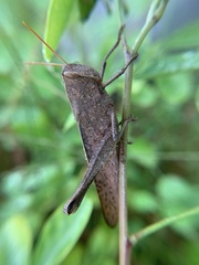 Schistocerca damnifica